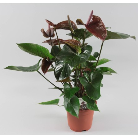 Anthurium Chocolate